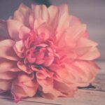 Beyond the Bloom: Unpacking the True Meaning of the Dahlia Lifestyle