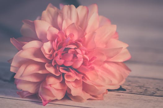 Beyond the Bloom: Unpacking the True Meaning of the Dahlia Lifestyle