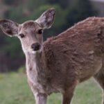 Unlocking Potential: What Does ELD Stand For in Education?