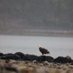 Beyond the Nest: Elevating Your Home with American Eagle Home Improvement Expertise