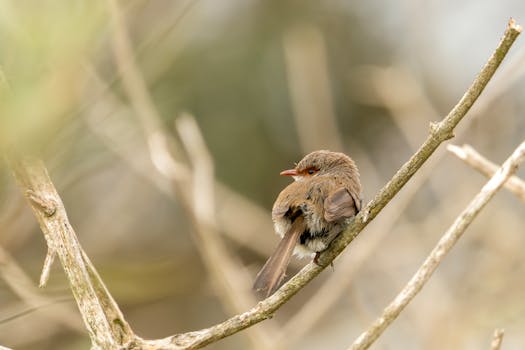Beyond the Sticker: Deconstructing Ohio’s Booster Seat Mandates for Enhanced Child Passenger Safety