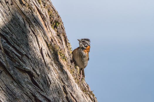 Unpacking Arizona’s Common Law Marriage: More Than Just a “Yes” or “No”?